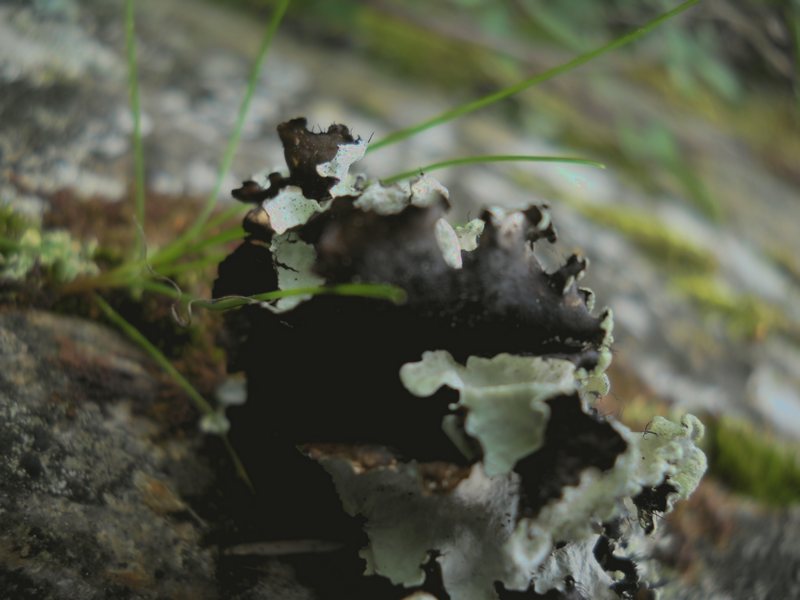 lichene dalla Gallura